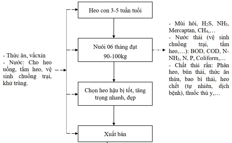 Quy trình công nghệ chăn nuôi heo hậu bị